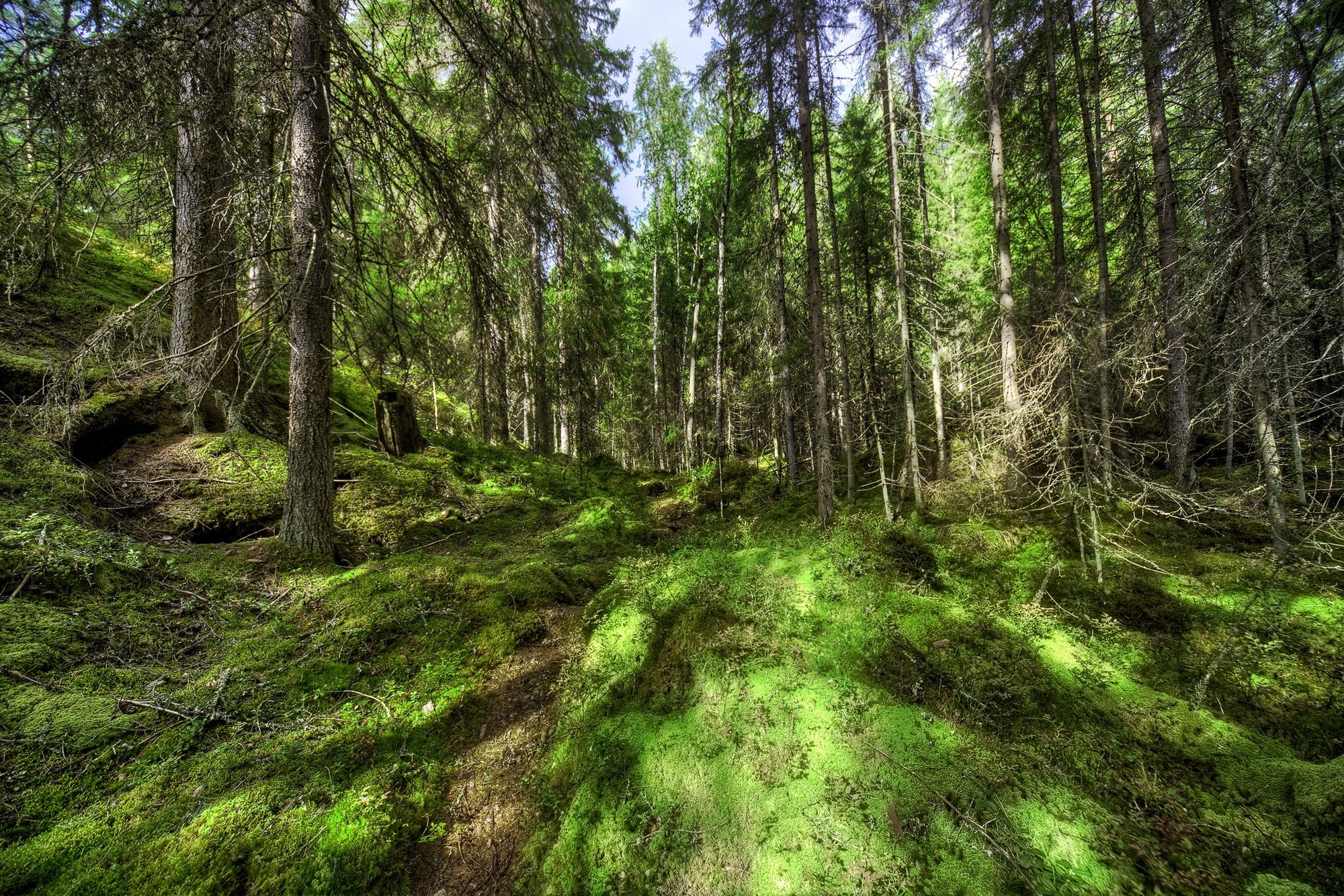 Sugalvojo didinti mokestį miškų savininkams - Delfi verslas