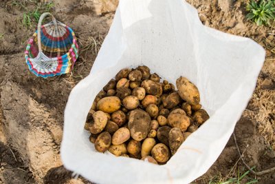 Ekologinės žemdirbystės entuziastai sako, kad ekologiškos daržovės yra skanesnės