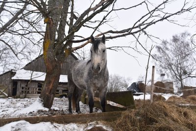 Olgos Choroškovos arklių prieglauda