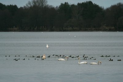 Gulbių giesmininkių ir gulbių nebylių sankaupa