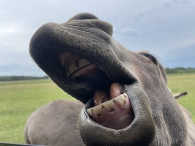 Safari parkas Anykščiuose