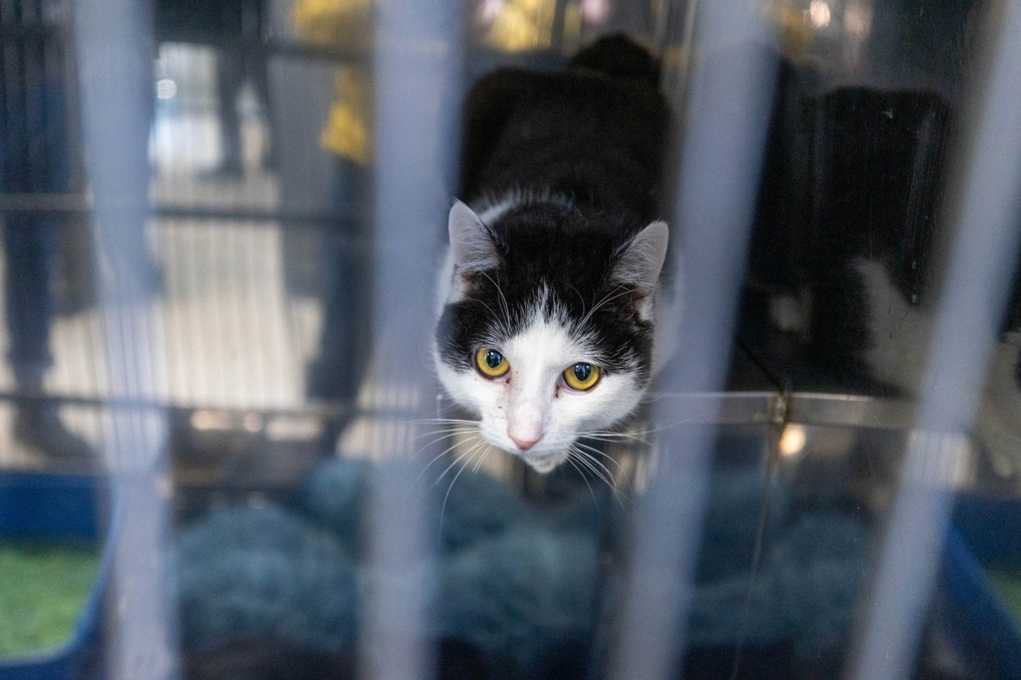 Lithuania Confiscates More Animals This Year Amid Rising Welfare Concerns