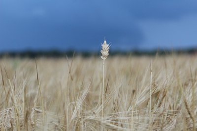 Uostas ir javapjūtė