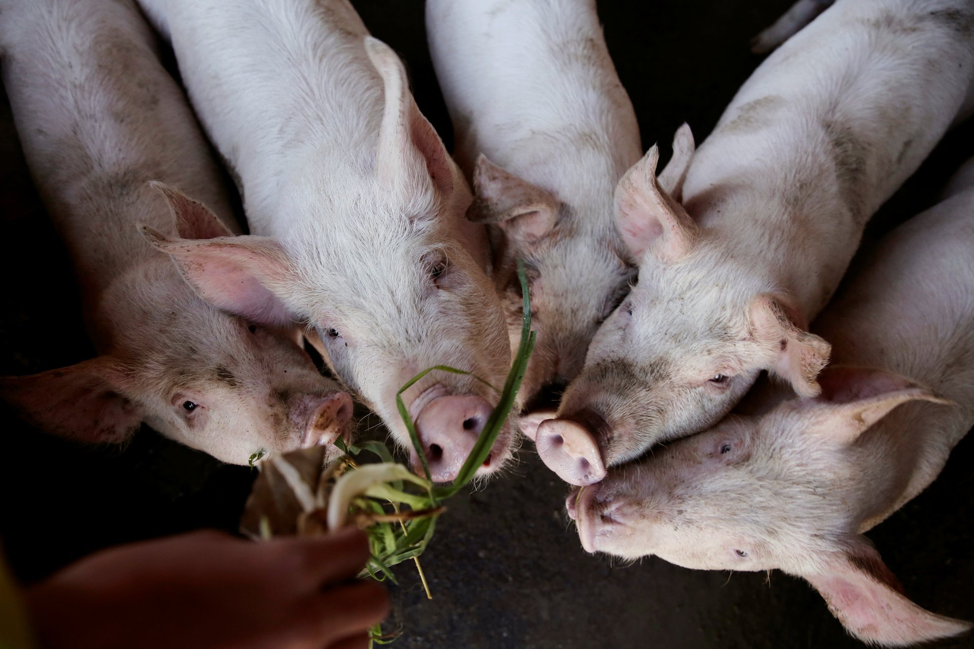 Nustatytas dar vienas AKM židinys kiaulių ūkyje Lietuvoje - Delfi agro