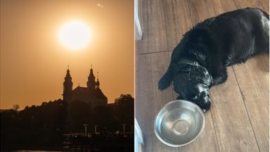 Karštame balkone šunį palikusiai moteriai gresia griežta bausmė: šuo vos nenugaišo