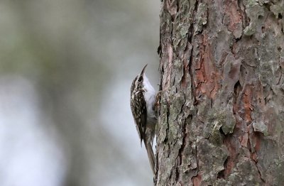 Pušies kamienu sliuogia liputis