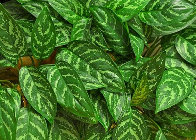 Aglaonema