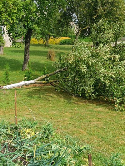 Audros nulaužtas medis Šakių rajone, nuotr. skaitytoja Jurgita