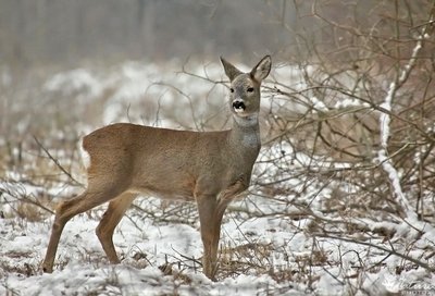 Stirnaitė. Dariaus Babelio nuotrauka