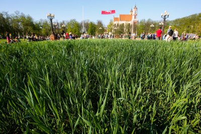 Lukiškių aikštėje gyventojams ramybės neduoda varniniai paukščiai