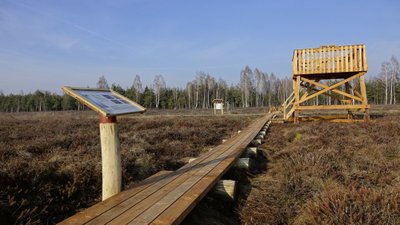 Amalvos pelkė (Žuvinto biosferos rezervatas)