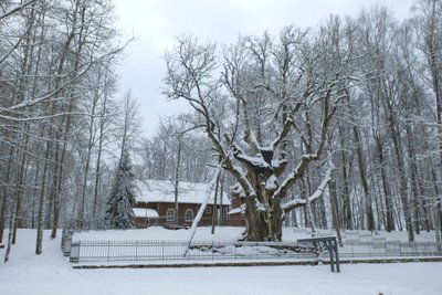  Stelmužės ąžuolas © Nuotr. A. Navicko