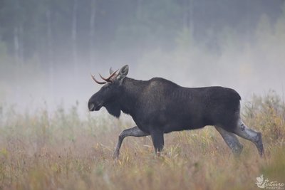 Paryčiais pelke keliauja briedis