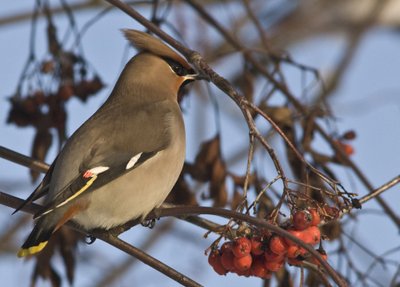 Svirbelis (Bombycilla garrulus). Varnėno dydžio, kuoduotas, rusvas. Į Lietuvą atlekia žiemoti. Gerklė, juostelė prie akių, sparnų plunksnos, uodega juodi. Pats uodegos galas ryškiai geltonas. Lesyklose retas. Lesa sėklas, obuolius, uogas