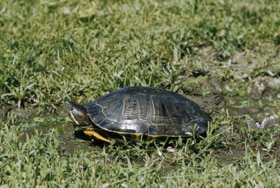 Amerikinis balinis vėžlys (Chrysemys picta)