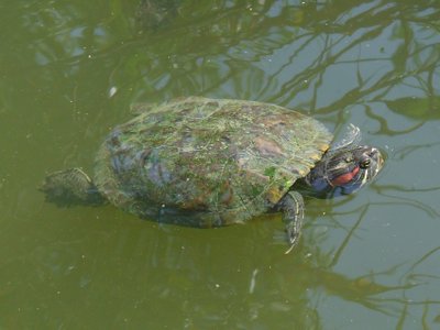 Raštuotasis (raudonausis) vėžlys (Trachemys scripta elegans) 