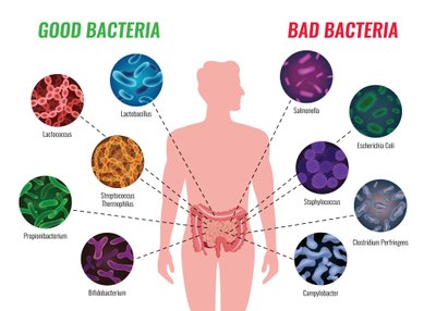 Gerosios ir blogosios bakterijos