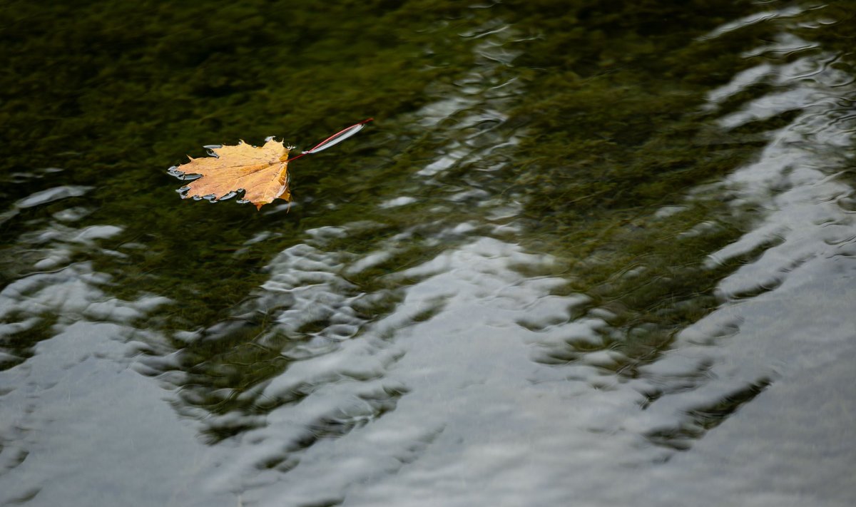 Vis ryškiau matomi rudens ženklai