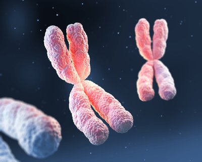 Chromosomose yra mūsų gyvybės instrukcijos – jose slypi mūsų DNR gijos ir jų skaitymo įranga. 