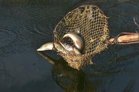 Informuoja apie planuojamus valstybinių vandens telkinių įžuvinimus