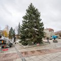 Šiemet Vilniuje bus net dvi kalėdinės eglės: pasirinkta labai netikėta vieta