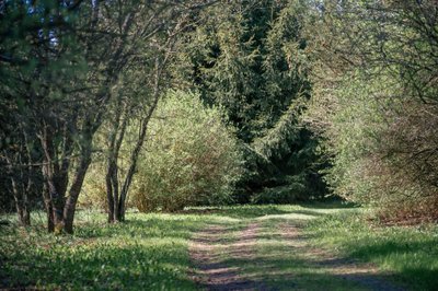 Skinderiškio dendrologijos parkas (Rolano Valionio nuotr.)