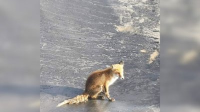 Pavakarę žmonės nuleido virvę į lagūną, o gudri lapė į ją įsikabino dantimis ir buvo ištraukta 