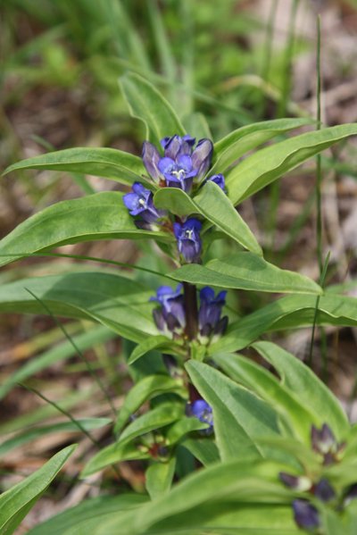 Melsvasis gencijonas