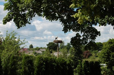 Veliuonoje įsikūrusi ir gandrų šeimyna