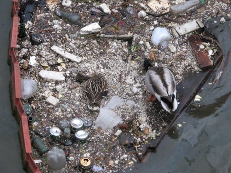 Šiukšlių gaudyklė paukščiams nedaro žalos, tačiau juos vilioja