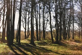 Didingas pušynas saugo senovės lietuvių paslaptis: tai ne šiaip kalvelės, o archeologinis paminklas