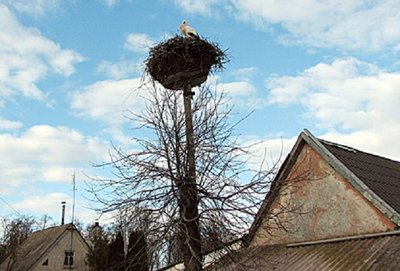 Gandras grįžo namo/ V. Rukšio nuotr.