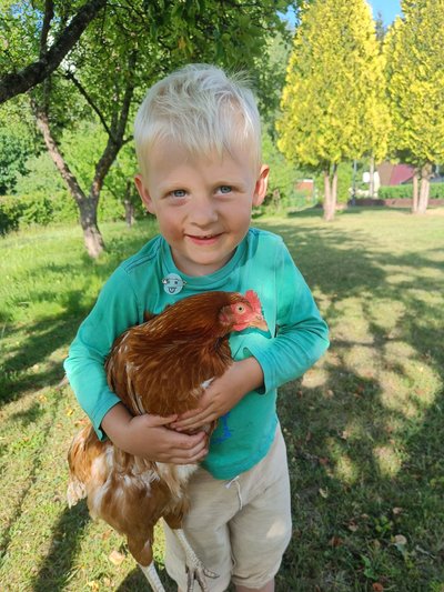 Vilniečių šeima persikėlė į užmiestį ir įsigijo vištų