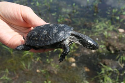 Į gamtą paleidžiamas balinis vėžliukas