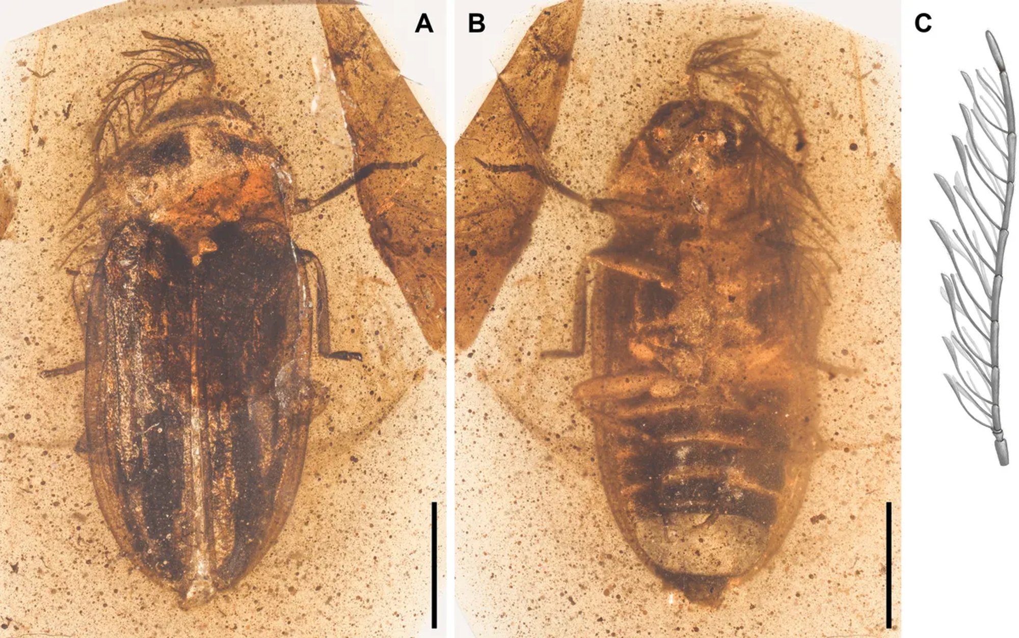 Amber Find: 100 Million-Year-Old Beetle with Unprecedented Features Stuns Scientists