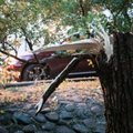 Упавшее дерево в Вильнюсском районе повредило пять автомобилей
