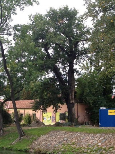 Ąžuolui Sereikiškių parke galėtų būti 400 - 500 metų