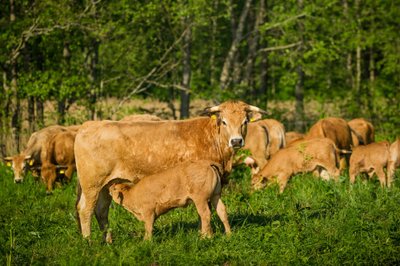 Natūralios žemdirbystės ūkis Ilzenbergo dvare