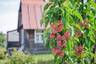 Koloninės obelys