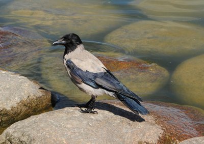 Pilkoji varna (Corvus corone)