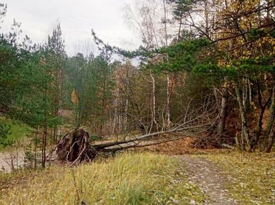 Keletas medžių virto ir Babėnų karjero paplūdimyje. Žmonės pranešė, kad virtuolių pastebėjo ir Babėnų šile.