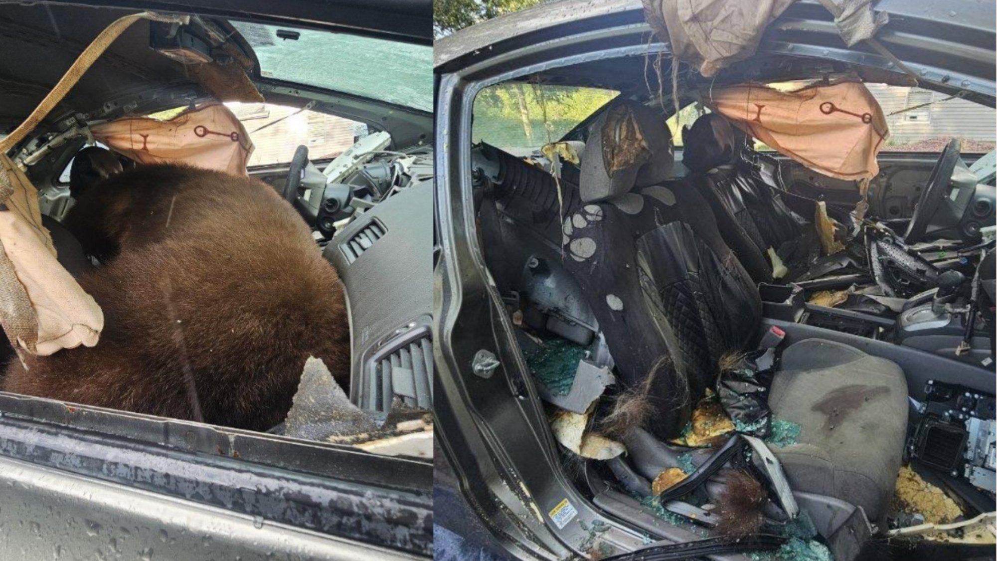 Colorado bear dies trapped in unlocked car