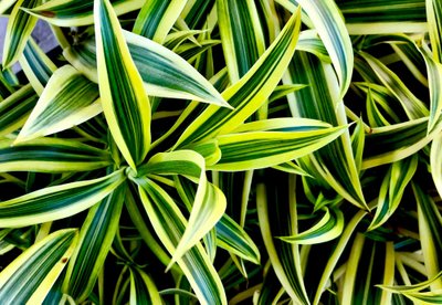 Dryžuotoji dracena