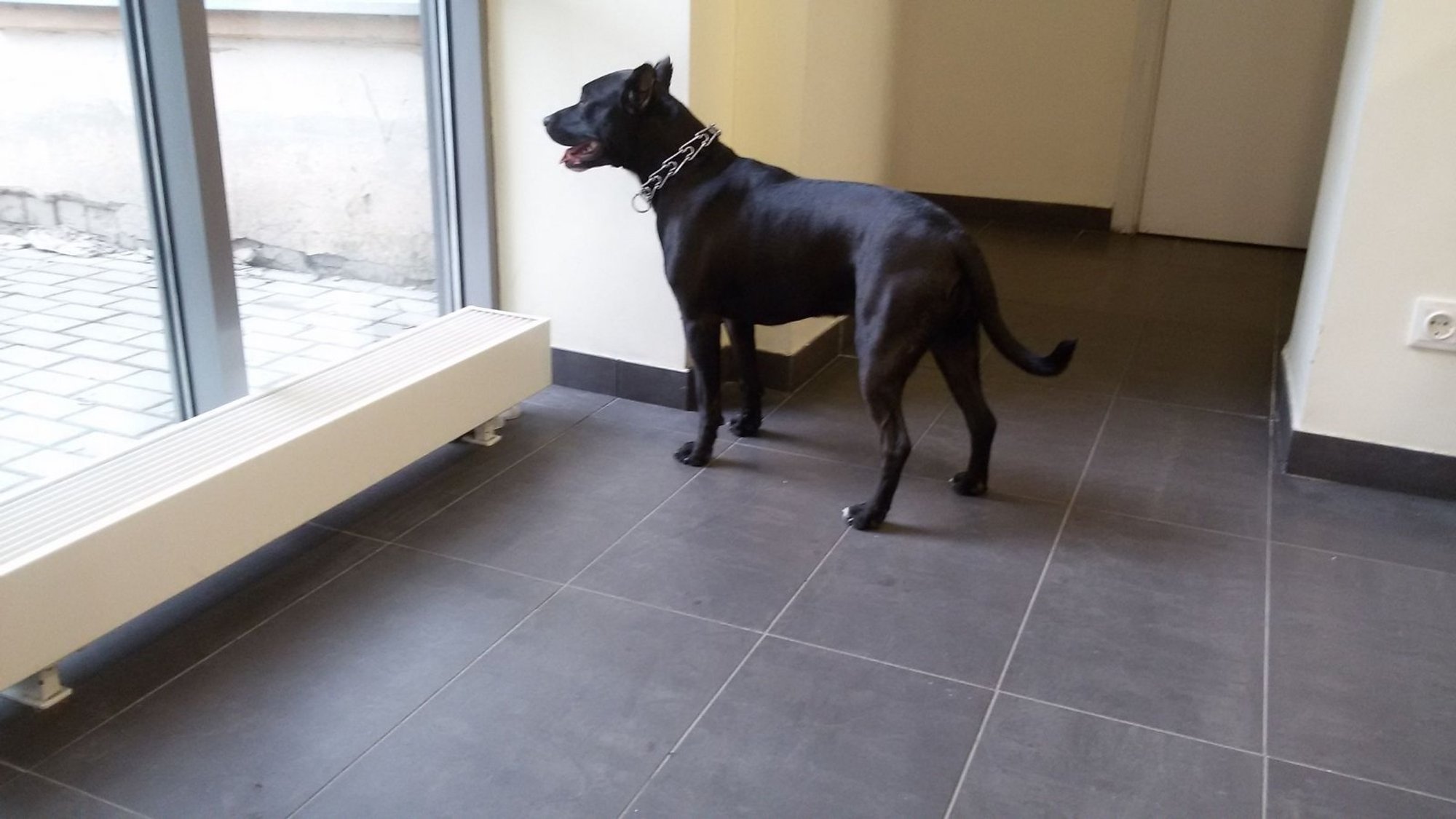 Antakalnyje rastas šuo - Delfi kartu