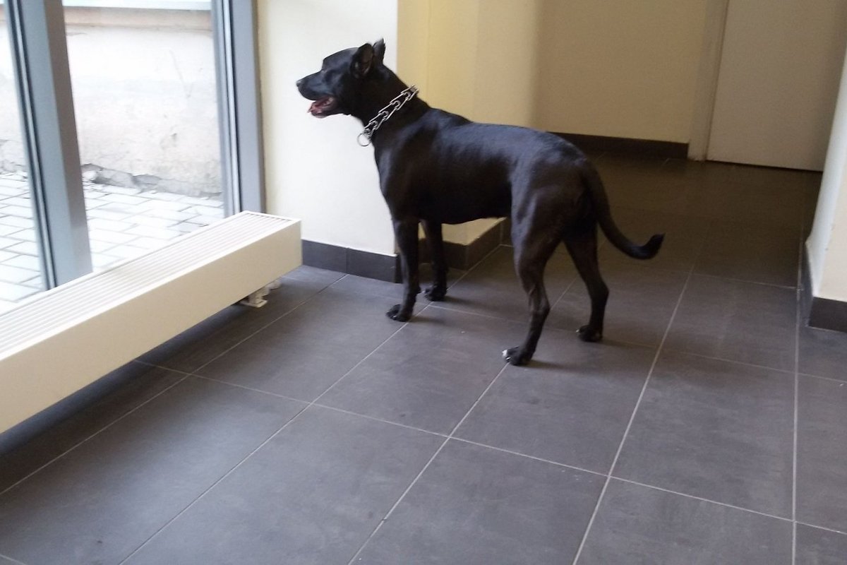 Antakalnyje rastas šuo - Delfi kartu