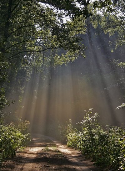 Kelelis mus atvedė į Lančiūnavos mišką