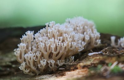 Ant trūnijančio stuobrio auga taurinis žvakidėlis