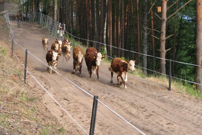 Herefordų banda