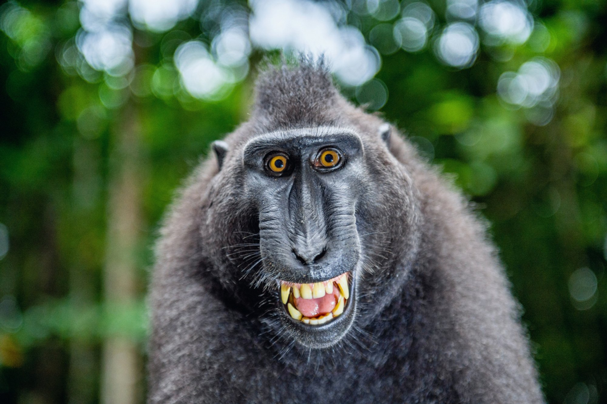Monkey injures 18 in Indonesia over two weeks