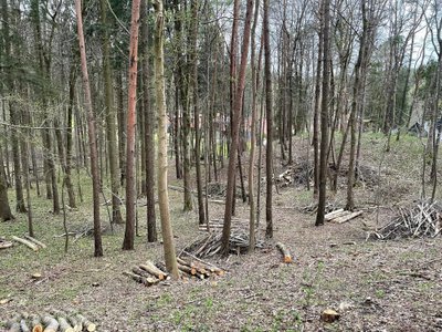 Pavilnių regioniniame parke kertamas miškas